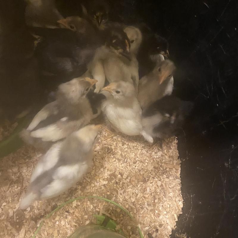Second time ordered birds much better than in the store