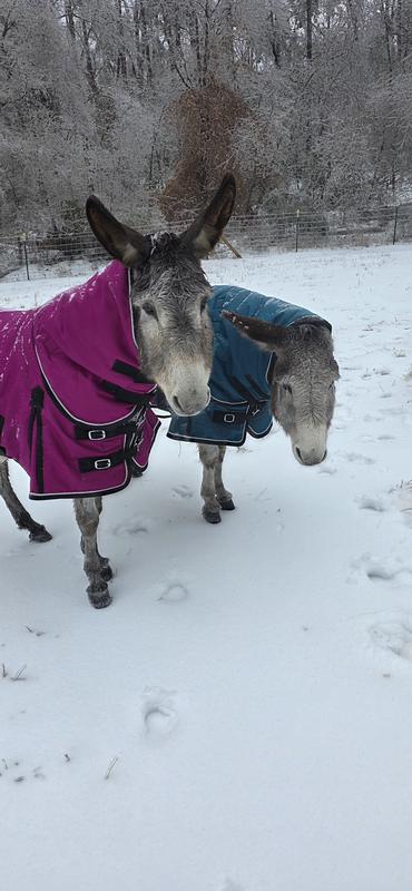 Their butts hangout but warm