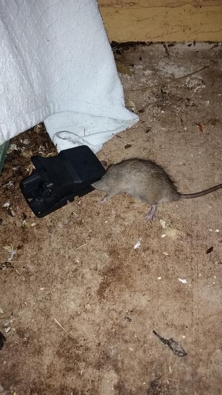 Dead rat!