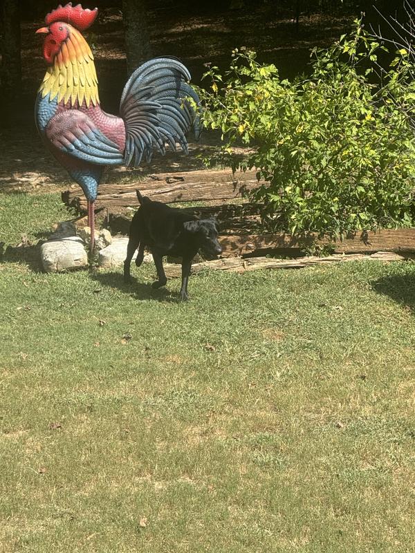 Yard patrol