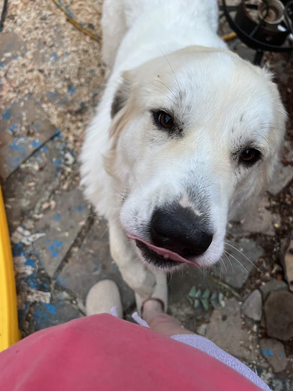 Treats