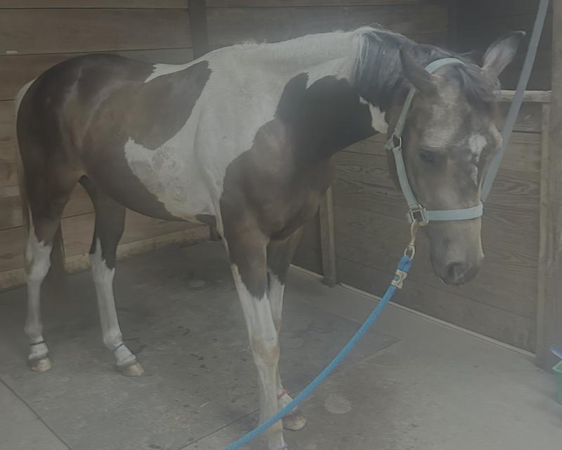 He looks great- 2 years and growing fast!