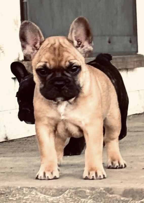 Stone Oak's Frenchies