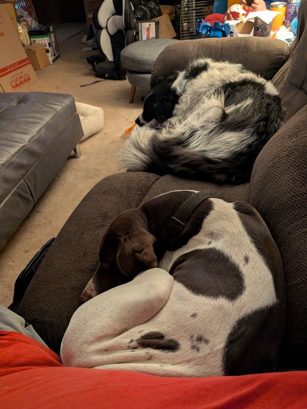 Happy healthy dogs