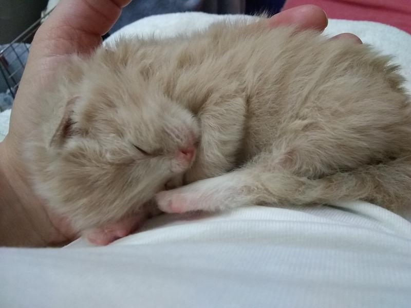About a week old