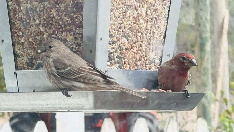 House Finch Female and Male