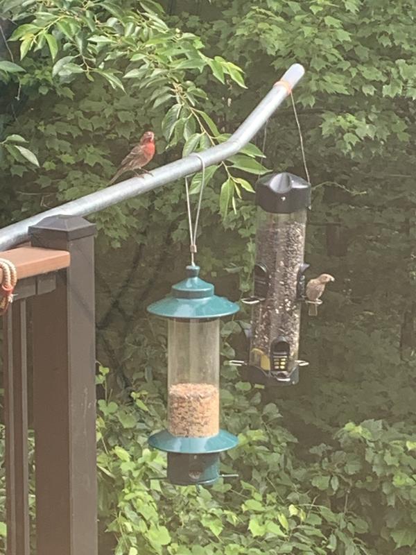 Rosy Finches prefer sunflower seed