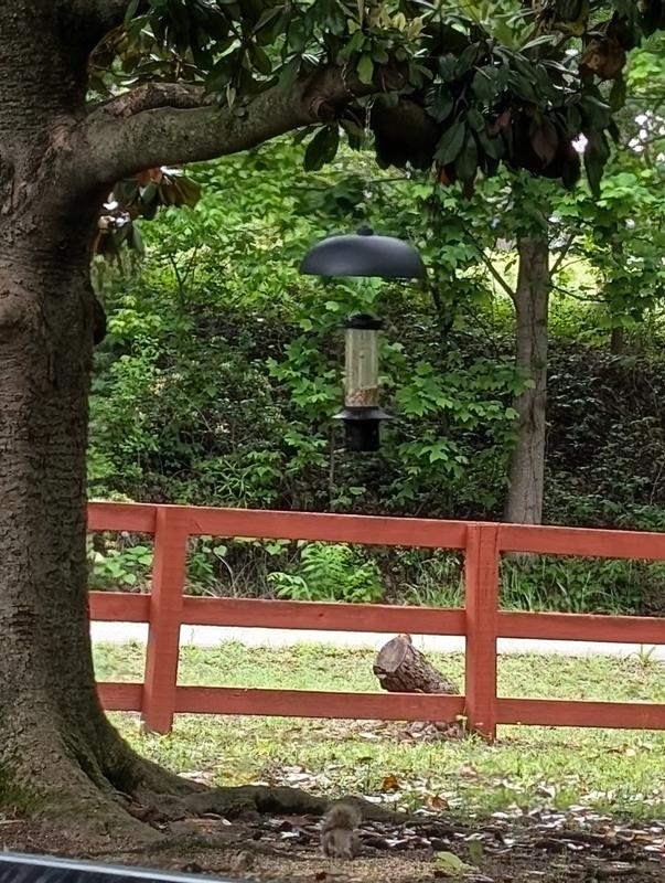 Ray 1, Squirrel 0 👍