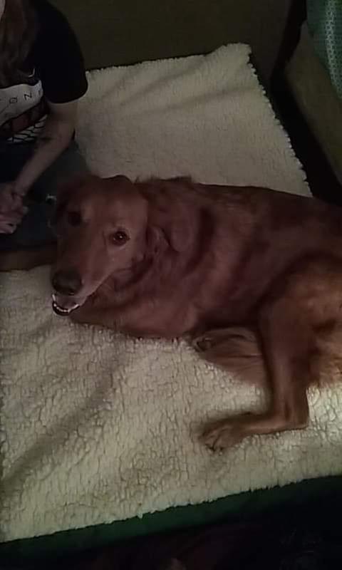 Can you tell how happy he is for his new Ortho bed ?