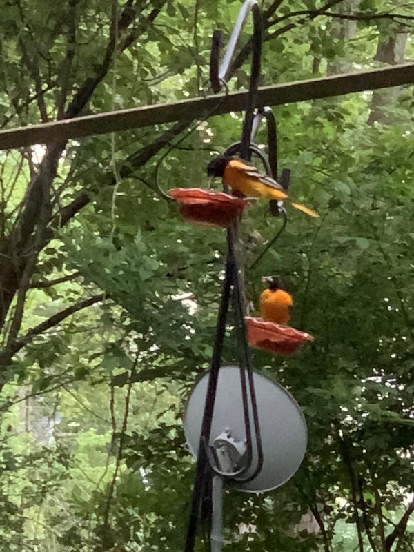 Orioles on jelly feeders
