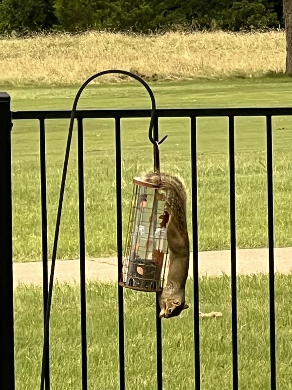 New type of bird