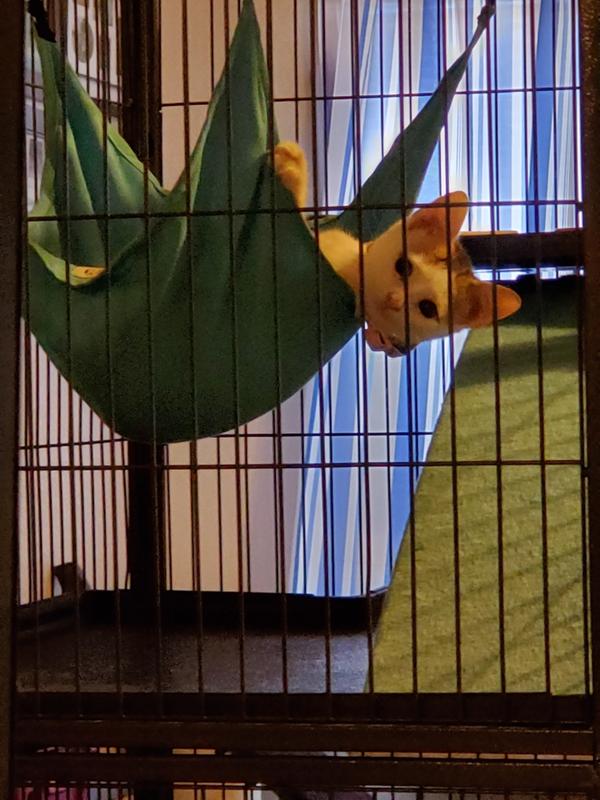Kitten in a hammock