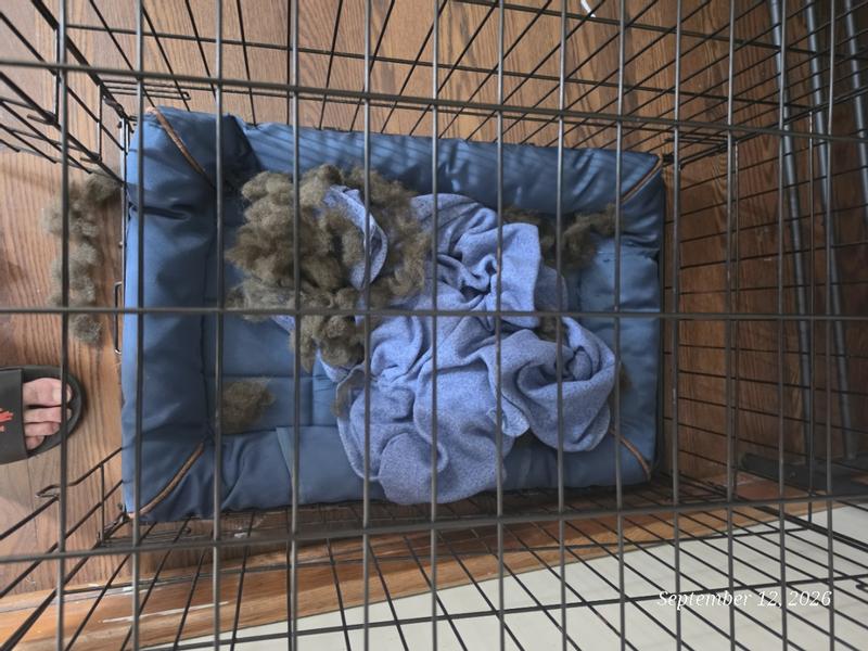 What a puppy mini dachshund can do to a chew mat.