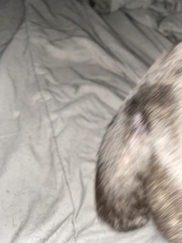 Tail was bald growing back now!