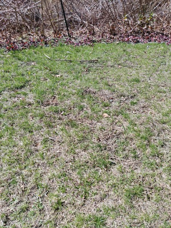 Need for weedwacking