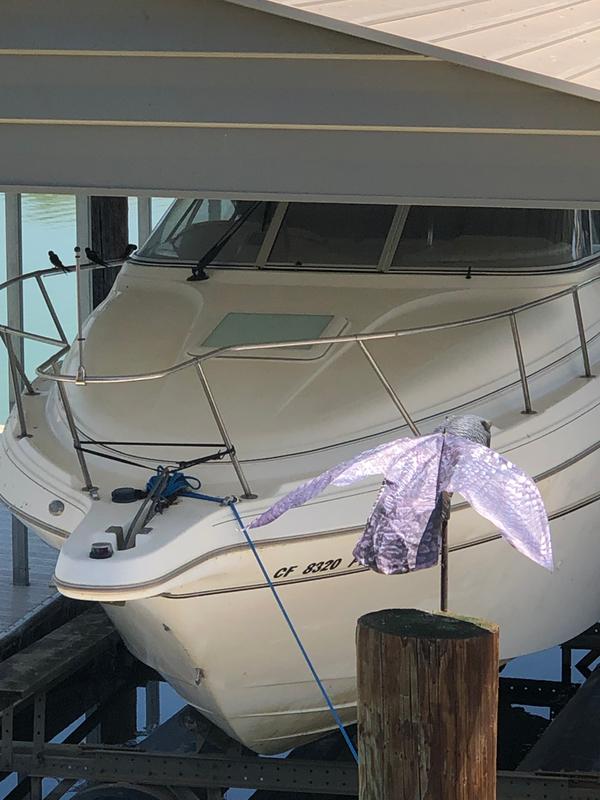 Birds to the left on the bow rail