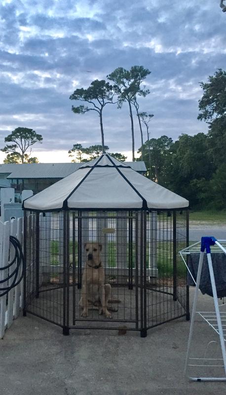 Budding in his gazebo!