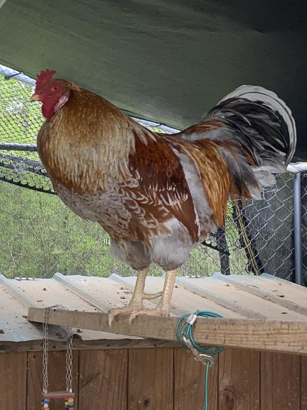 My big boy loves NatureWise!