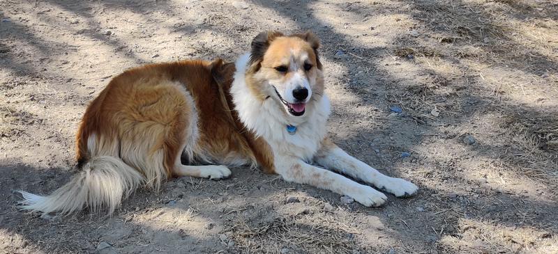 Farm dogs in NorCal