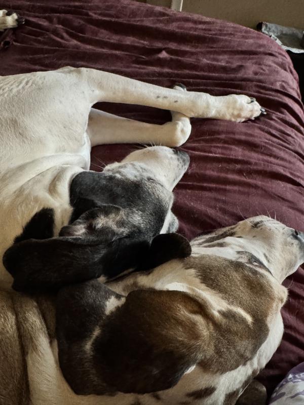My favorite beings