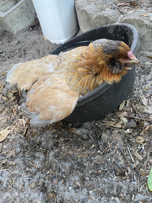 My 13 year old Aricana