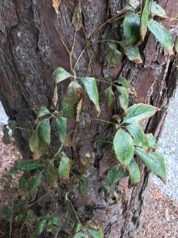 Poison ivy after a few days. Now dead.