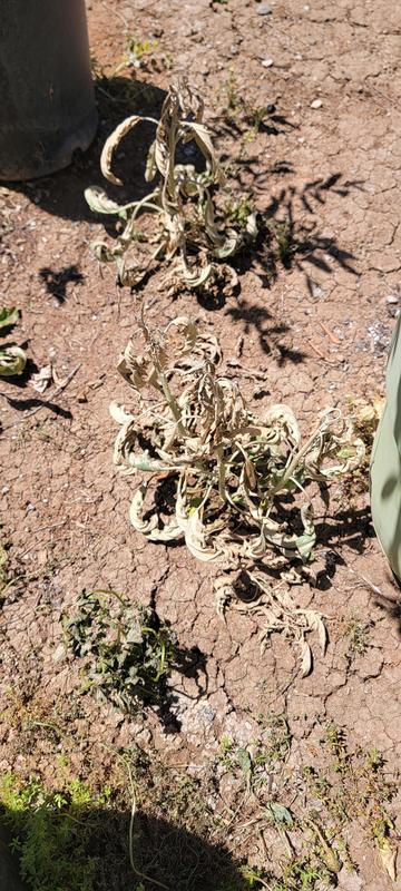1st pic is this product, 2nd Pic is Roundup. Same day sprayed, same kind of weed.  This stuff is junk.