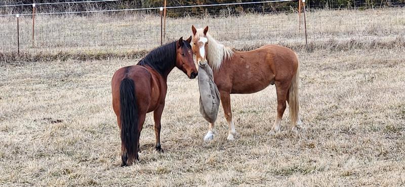 Tonka and Sunshine, mustangs, actually gain weight in the winter on native grass hay alone! No grain wanted, so Ration Balancer is perfect!