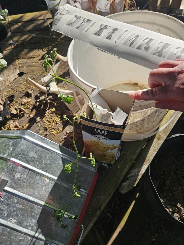 Delivered dead plant