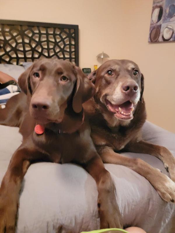Our Choco boys.