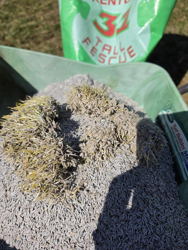 They germinate in the bag but not in the ground