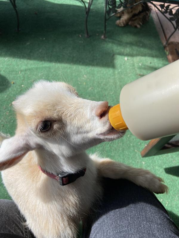 Bottle baby goat