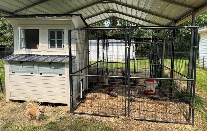 Chicken manor with Producer pride chicken runs attached.