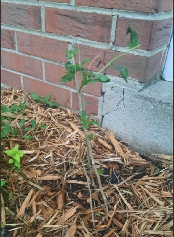 Goji are growing nicely!