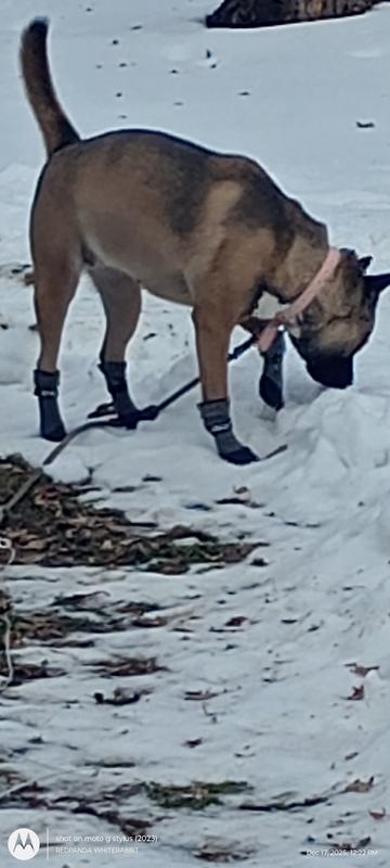 Dog with booties on.