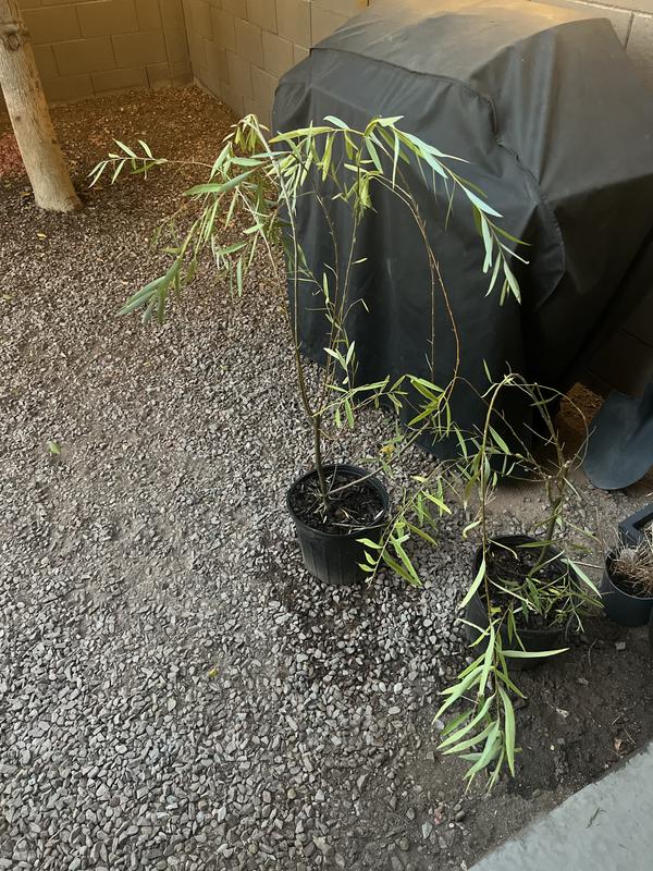 After unboxing before replanting