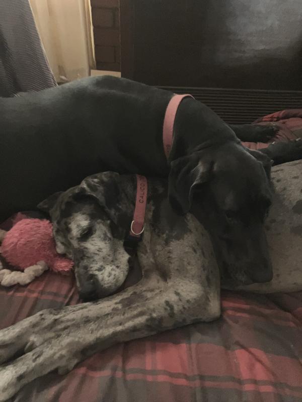 Napping after eating!