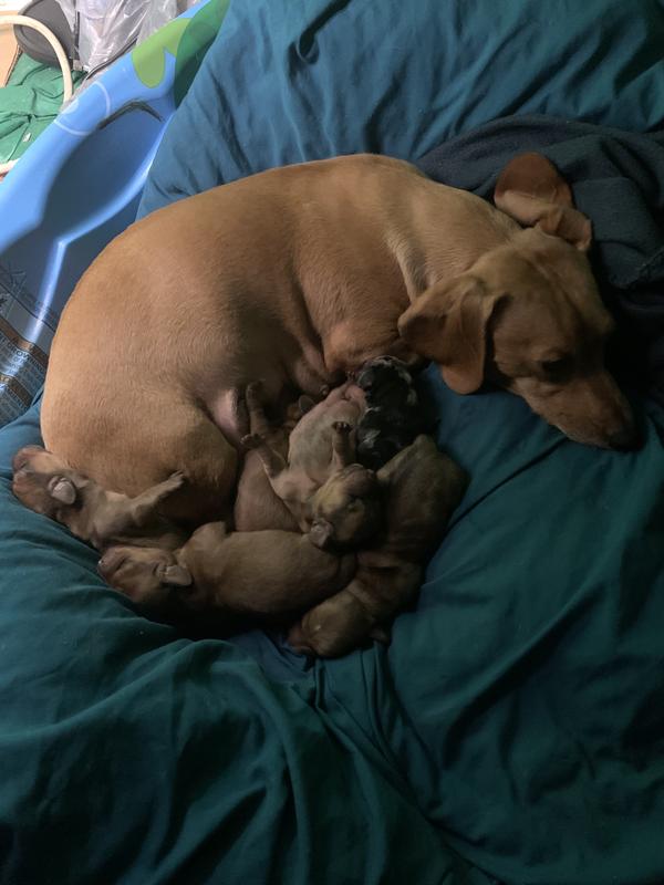 Mom and pups