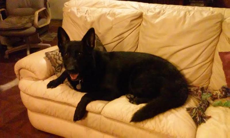 Raven taking it easy!