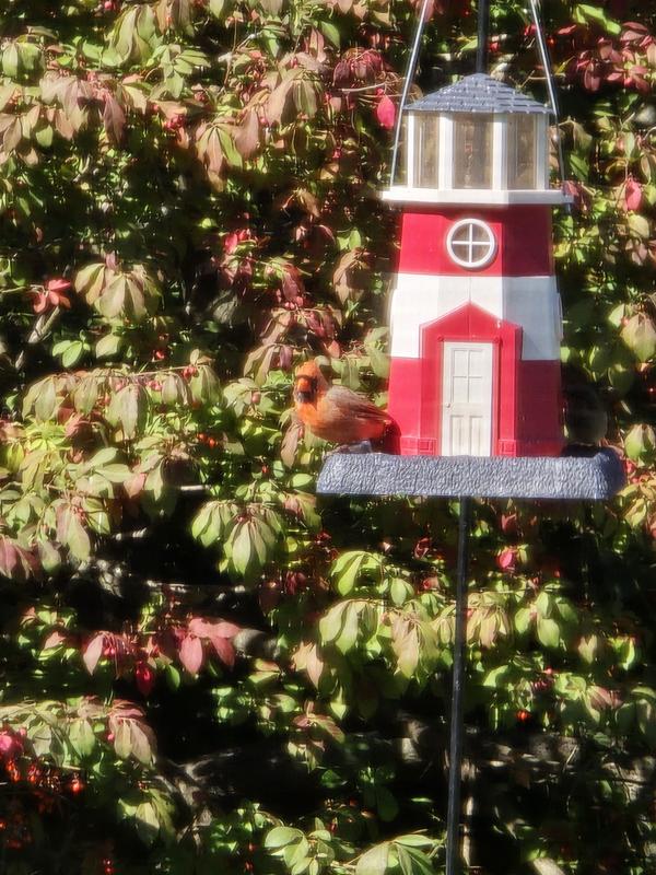 Fruit and nut mix bird food