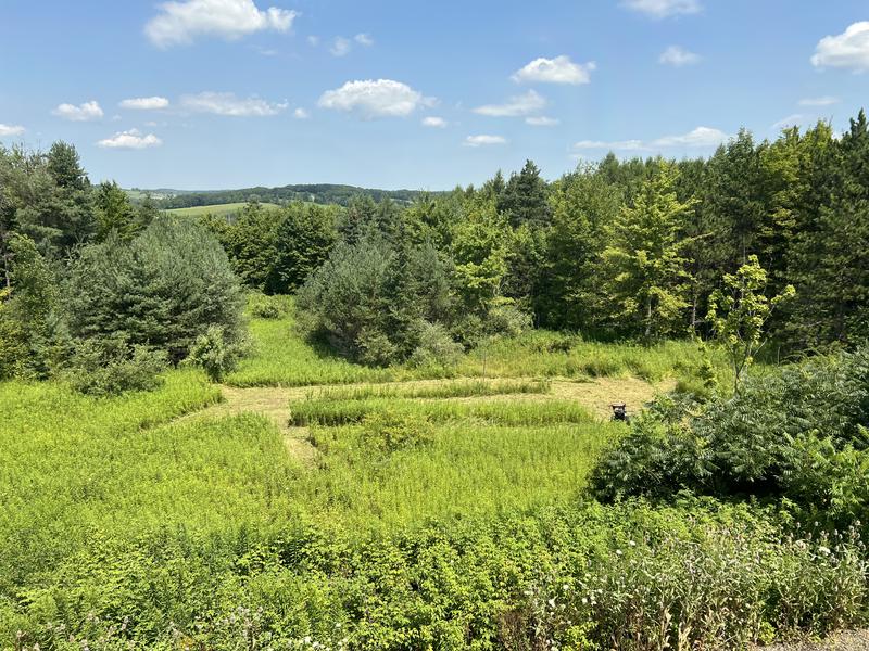 Birdseye view of one of the fields I’m clearing.