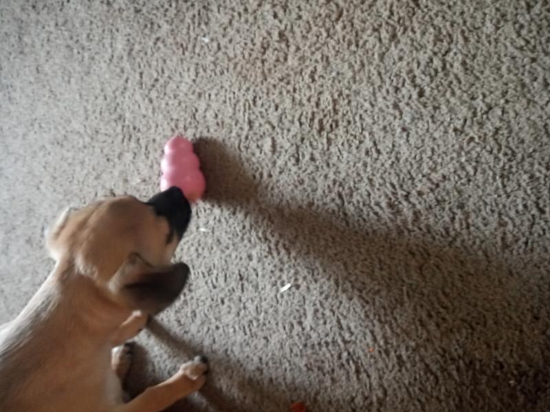 Roux with Kong Toy