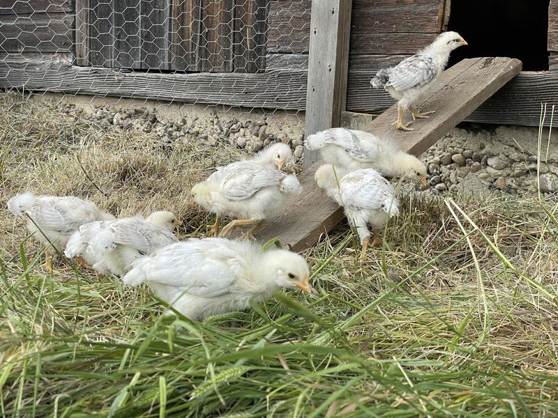 Three weeks and learned the coop.