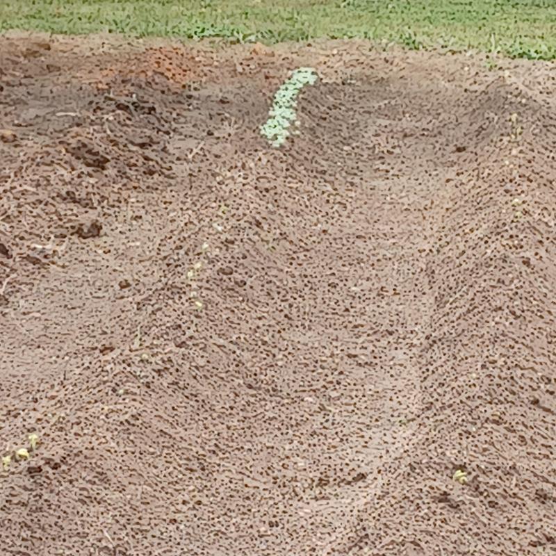 Snap beans