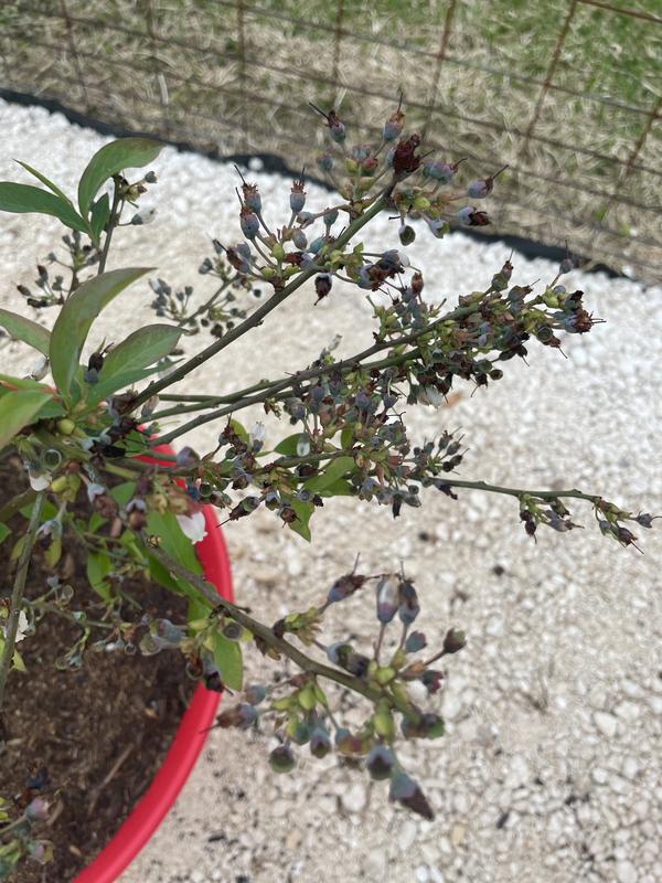 Should gets lots of fruit!