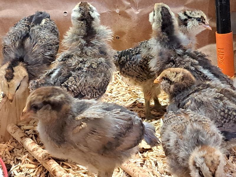 Hoover's Hatchery Live Assorted Color Egg Production Baby Chicks, 10 ct ...