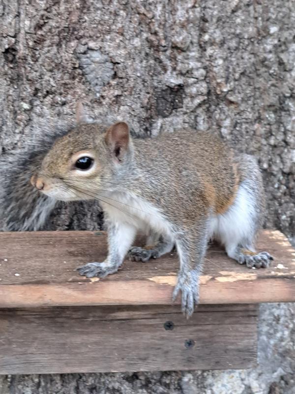My squirrels loves tractor supply too. They say thanks also