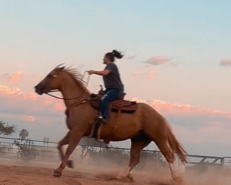My sensitive gastric ph palomino gelding
