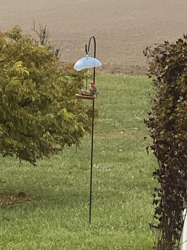 Red-bellied woodpecker