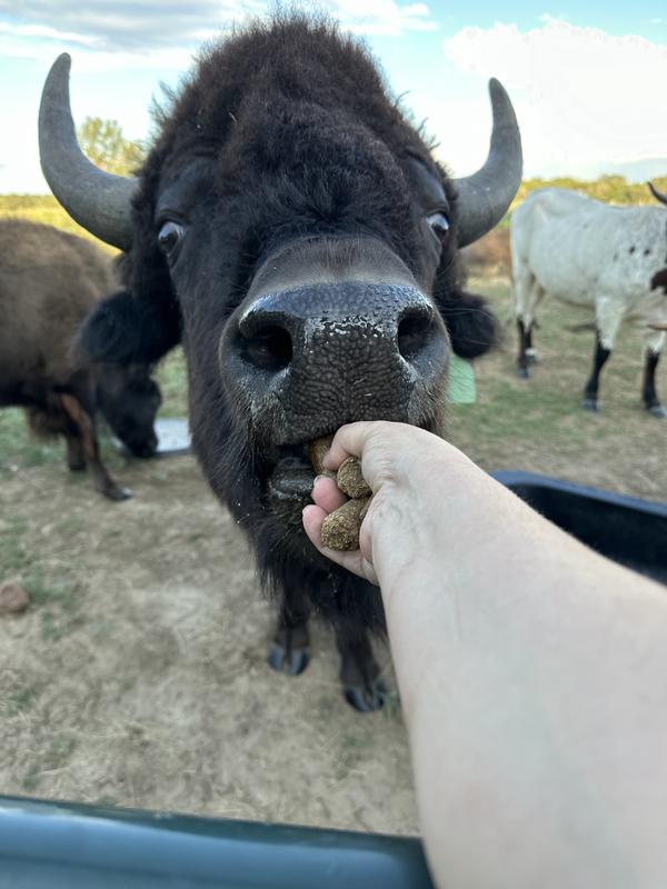 Bison love them